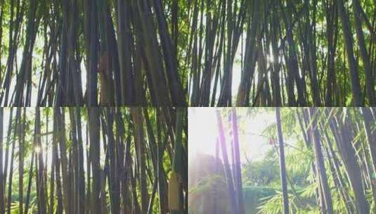 阳光透过竹林高清在线视频素材下载