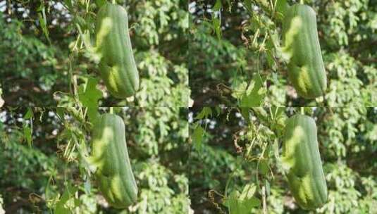 乡村农业种植丝瓜高清在线视频素材下载