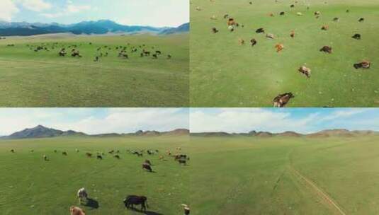 新疆草原牛群羊群马群航拍大自然动物放牧高清在线视频素材下载