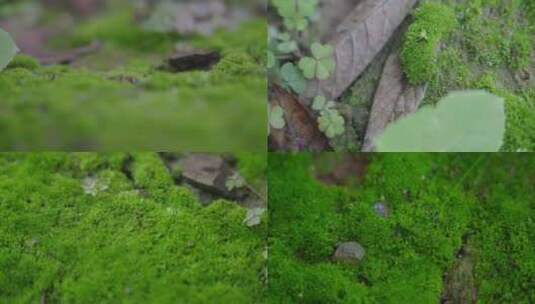 唯美青苔蚂蚁微生物微生态小世界高清在线视频素材下载