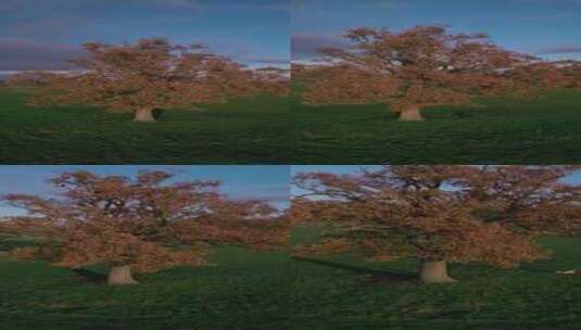 夕阳下的草原大树小狗奔跑竖屏高清在线视频素材下载