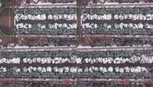 南京中山陵景区雪景步行道人流航拍高清在线视频素材下载