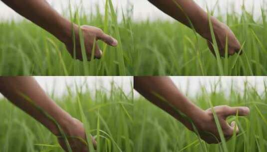 抚摸水稻的叶子高清在线视频素材下载