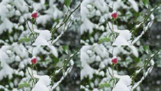 冬天大雪纷飞风雪中的玫瑰花花蕾高清在线视频素材下载