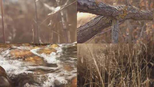 秋冬天微风吹动野草树林阳光穿过野草絮高清在线视频素材下载