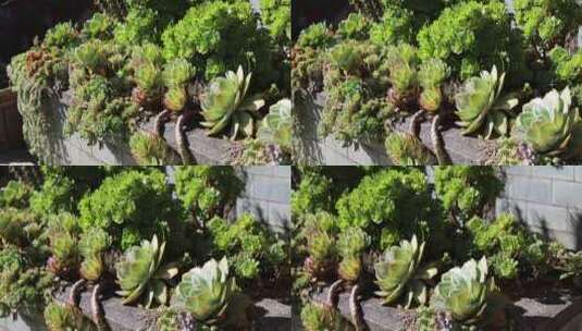 云南大理沐浴日光的多肉植物高清在线视频素材下载