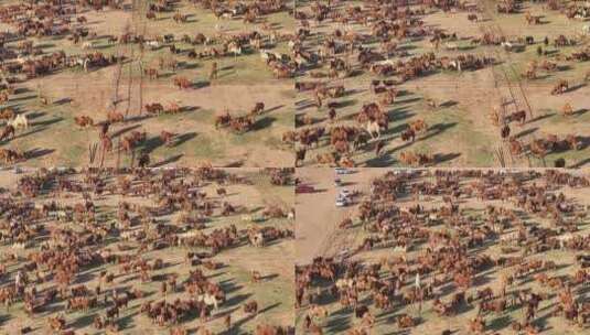 内蒙古阿拉善盟阿右旗骆驼养殖高清在线视频素材下载