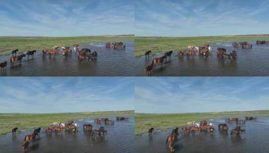 航拍呼伦贝尔秋天的草原马群344高清在线视频素材下载