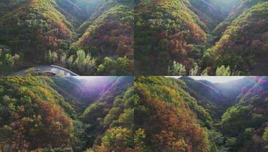秋天森林航拍高清在线视频素材下载