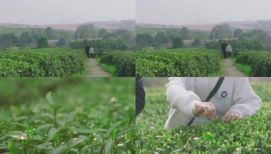 茶叶茶园采茶剪茶修茶茶场茶高清在线视频素材下载