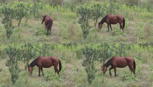 野外吃草的马高清在线视频素材下载