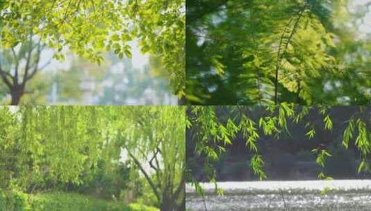 春天唯美树叶合集实拍视频高清在线视频素材下载