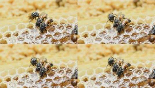蜂蜜 蜜蜂 蜂巢 食物高清在线视频素材下载