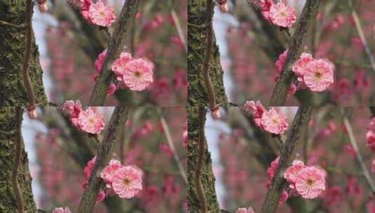 阳光轻轻摇摆梅花 立春花开微风 微距特写高清在线视频素材下载