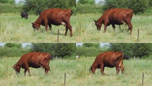 被拴在草地上放牧的灰牛高清在线视频素材下载