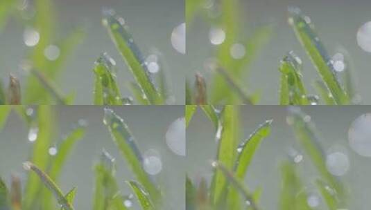 阳光透过草地上的水滴过滤，每个水滴充当反高清在线视频素材下载
