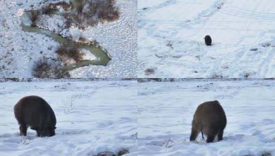 4K雪地野猪高清在线视频素材下载