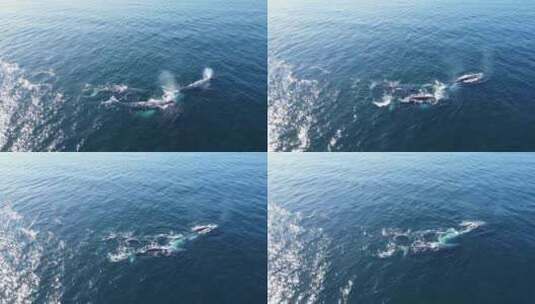 墨西哥南下加利福尼亚州附近游泳的灰鲸的航高清在线视频素材下载