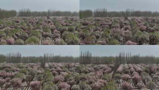 新疆喀什莎车县万亩巴旦木花海航拍高清在线视频素材下载