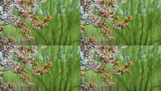 春天阳光下盛开的红杏花朵花簇高清在线视频素材下载