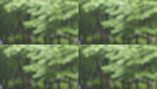 谷雨下雨雨滴滴落树叶高清在线视频素材下载