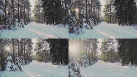 特写森林深处雾凇后的景象大雪茫茫高清在线视频素材下载