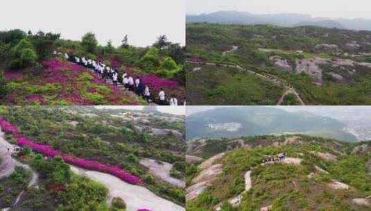 浙江温岭方山，学生春游，杜鹃花，映山红高清在线视频素材下载