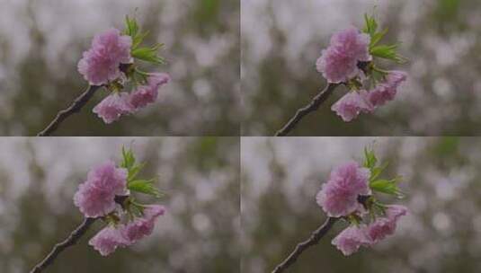 樱花花瓣花朵水珠娇艳高清在线视频素材下载