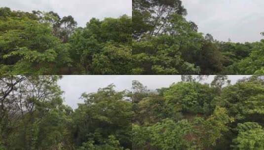 树林穿梭飞行树林航拍丛林飞过树顶自然风光高清在线视频素材下载