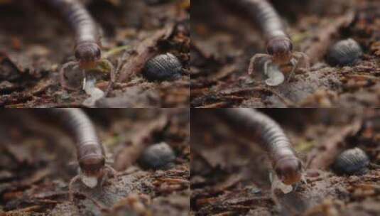 钝尾蛇千足虫在另一个bug上爬过森林地面高清在线视频素材下载