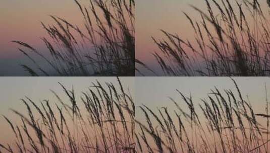 夕阳下的芦苇高清在线视频素材下载