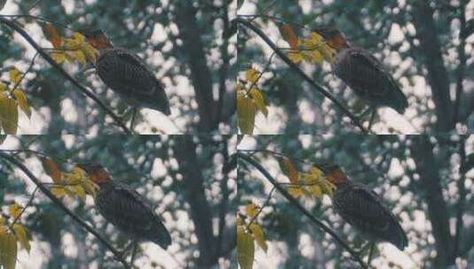 夏天树林里的鸟高清在线视频素材下载