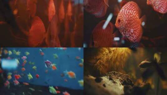水族馆灯鱼热带鱼冷水鱼淡水鱼鱼缸草缸高清在线视频素材下载
