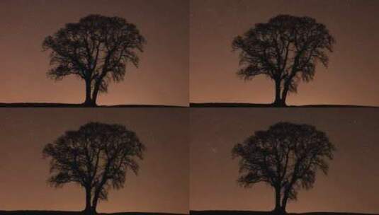 星空下的大树高清在线视频素材下载