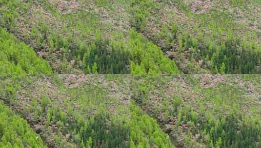 四川省阿坝州小金县结斯沟夏季高山花杜鹃花高清在线视频素材下载