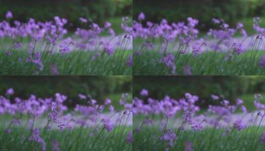 公园中盛开的花在风中摇曳慢镜头10秒特写高清在线视频素材下载