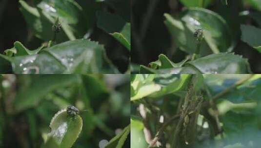 有机茶园 昆虫 甲虫 爬虫 茶树叶高清在线视频素材下载