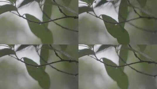 红河蝴蝶谷热带雨林植被高清在线视频素材下载