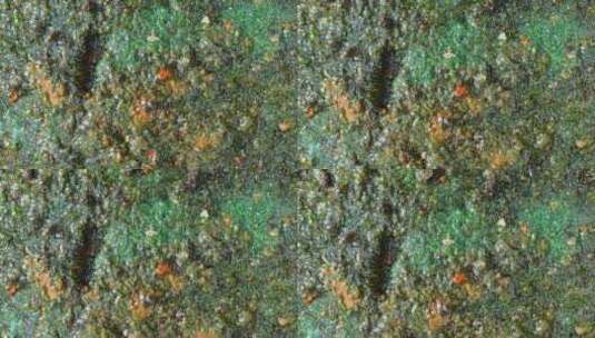 砖上生长的绿色有机物的特写镜头。高清在线视频素材下载