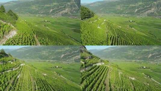 Vineyard梯田， Village，高清在线视频素材下载