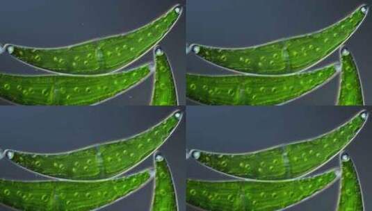 藻类，细胞，研究，光合作用高清在线视频素材下载