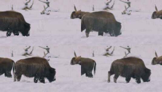 野牛，暴雪娱乐，下雪，散步高清在线视频素材下载