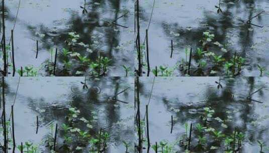 下雨天池塘里的水草和雨滴泛起的波纹和涟漪高清在线视频素材下载