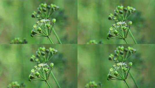 秋天阳光下成熟的韭菜菜籽特写高清在线视频素材下载