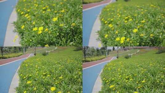 公园路边的小菊花高清在线视频素材下载
