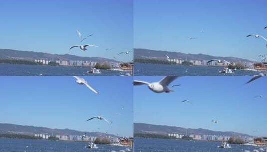 昆明海埂大坝看海鸥高清在线视频素材下载