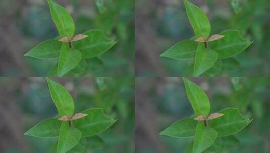 植物 树叶 自然 生态 大自然高清在线视频素材下载