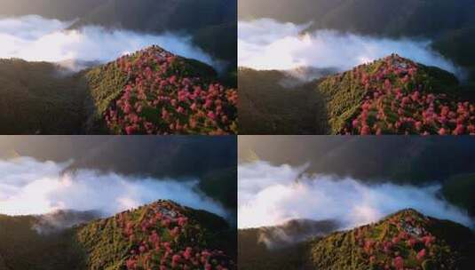 中国云南大理无量山樱花谷日出云海航拍高清在线视频素材下载