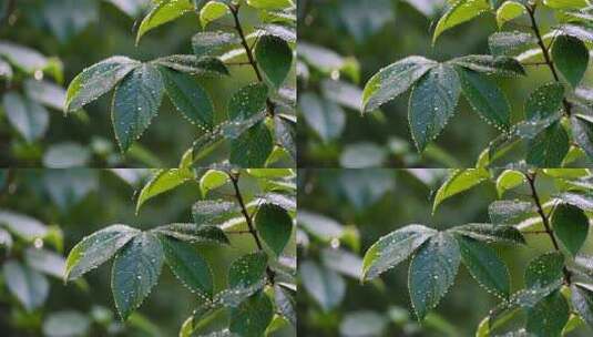 带水珠的绿叶特写高清在线视频素材下载