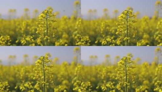 慢镜-春天油菜花盛开蜜蜂采蜜特写高清在线视频素材下载
